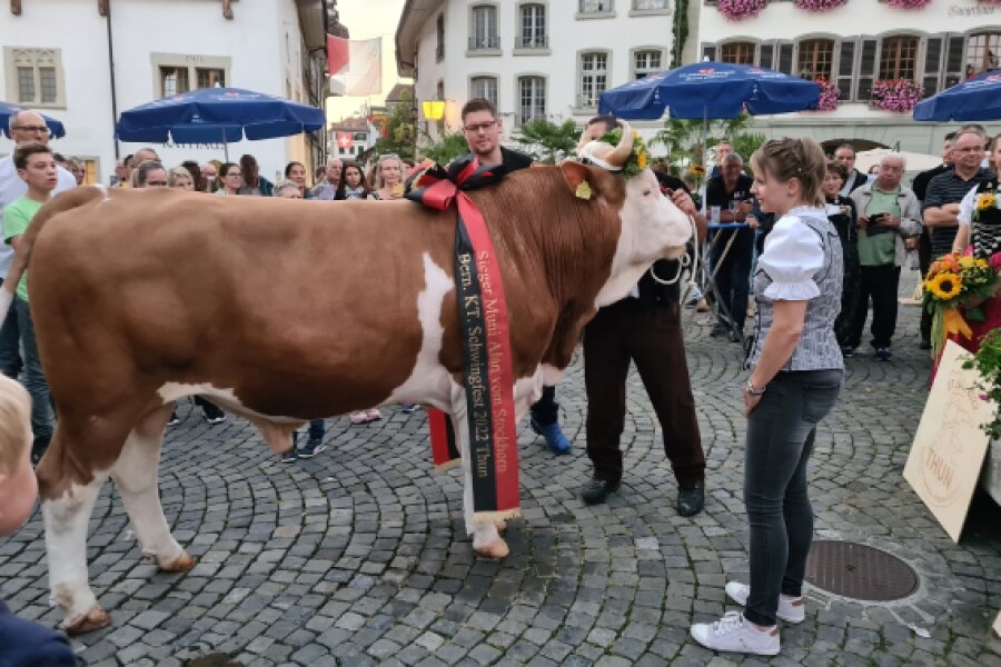 Alan vom Stockhorn heisst der Siegermuni vom BKSF 2022 Thun